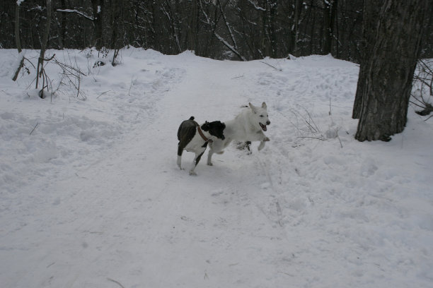 德国的拳击手图片下载