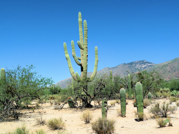 甜点打破图片下载