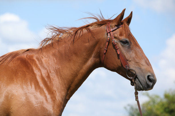 漂亮的布迪纽尼马站在草地上图片下载