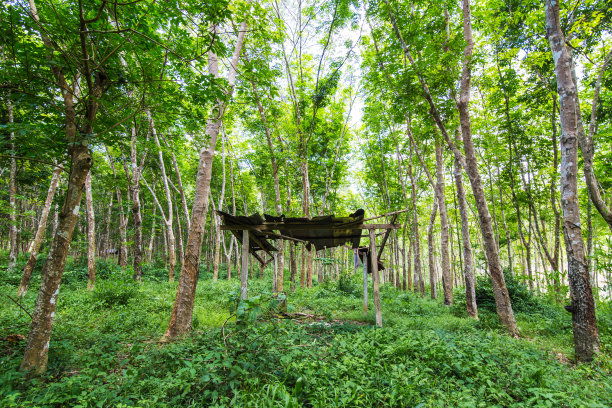 橡胶树景观图片下载