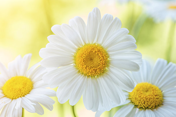 美丽的白色雏菊花。图片下载