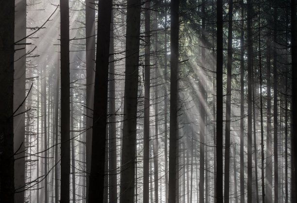 早上的太阳射线。图片下载