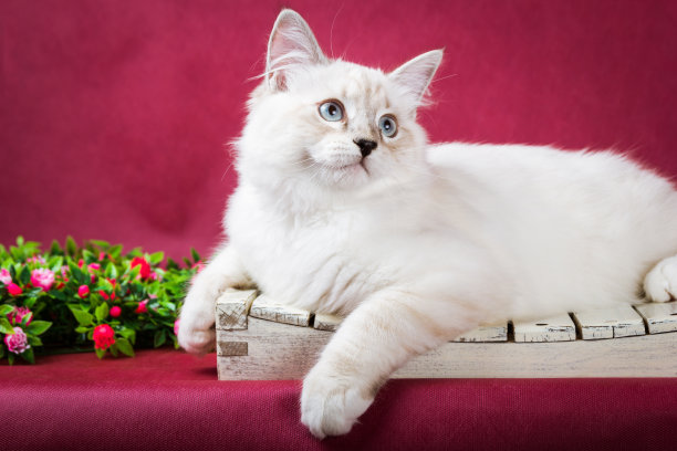 涅瓦化装小猫在红色的背景图片下载