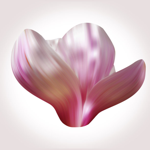 白玉兰插图特写孤立在白色的背景。图片下载