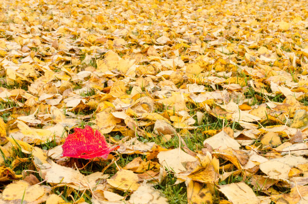 秋天的落叶图片下载