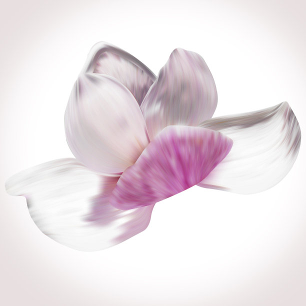 白玉兰插图特写孤立在白色的背景。图片下载