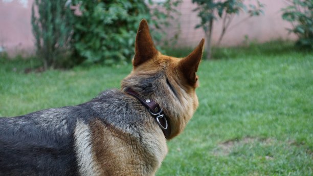 德国牧羊犬18图片下载