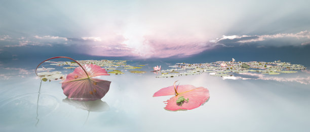 蛙卵在睡莲叶下图片下载