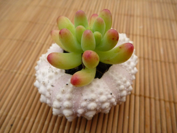 多汁的海胆图片下载