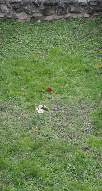 粉红花，单草，岩石土壤图片下载