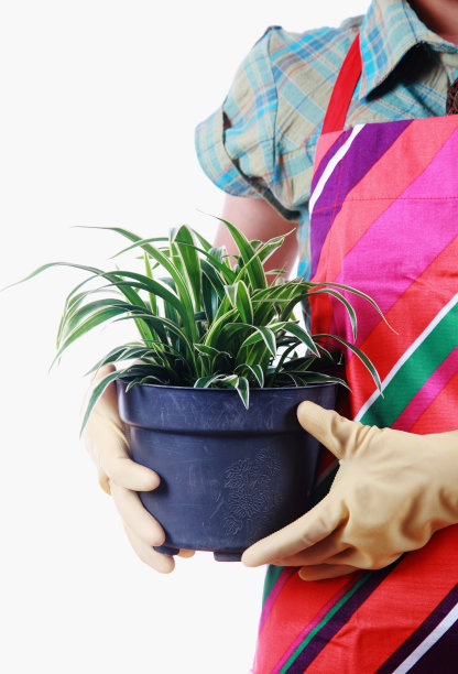 双手捧着孤立在白色背景上的花盆图片下载