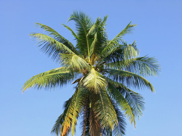椰子树天空背景图片下载