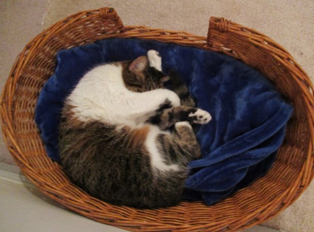 蜷缩着的猫，睡在柳条猫篮子里图片下载