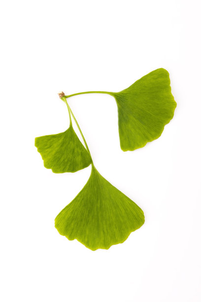 银杏的叶子图片下载