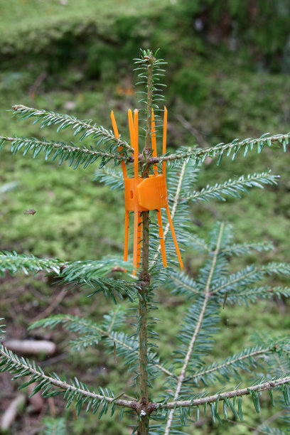 森林，图片下载