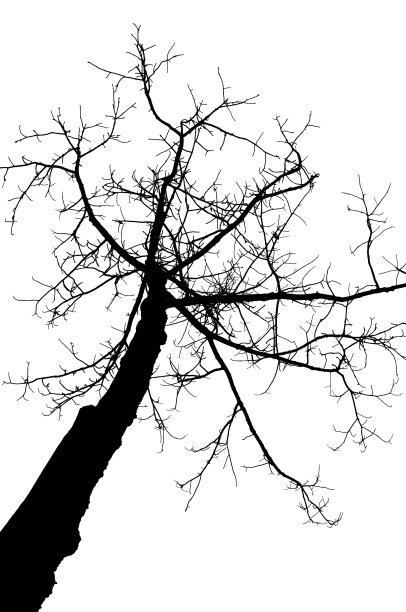 冬季隔离树图片下载