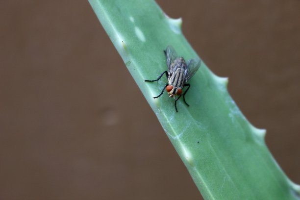 家蝇在仙人掌图片下载
