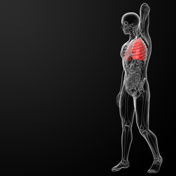 3d渲染插图的肺图片下载