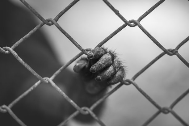 被签署图片下载