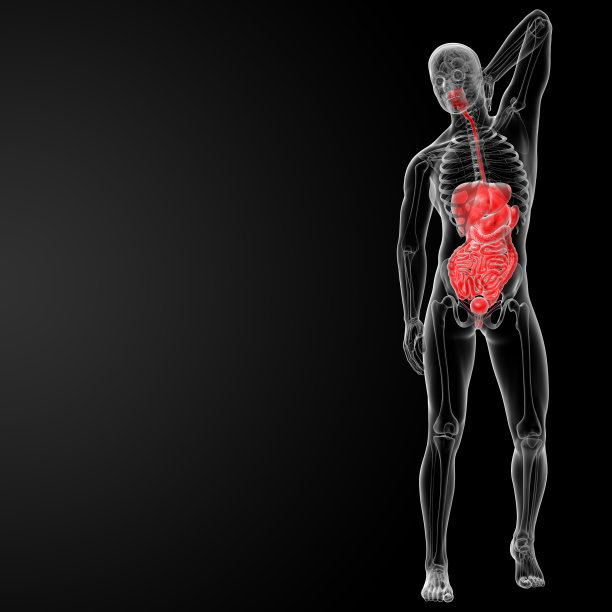 男性消化系统的3d渲染图图片下载