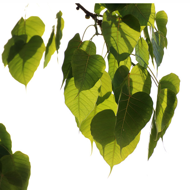 菩提树上的菩提叶图片下载