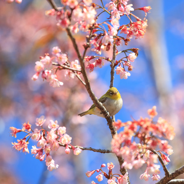 东方白色的眼鸟图片下载
