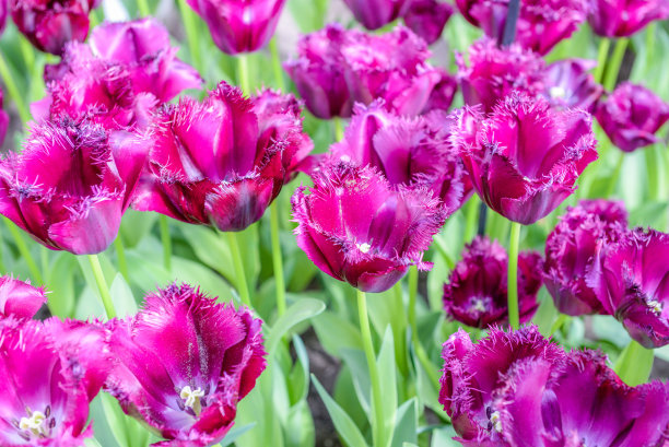 阿姆斯特丹的花图片下载