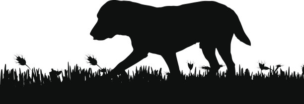 向量轮廓。图片下载