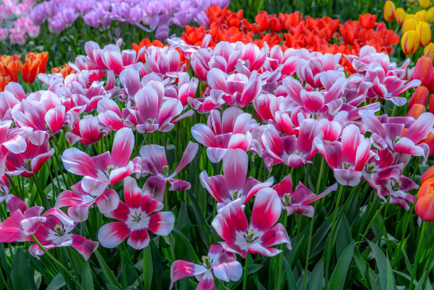 阿姆斯特丹的花图片下载