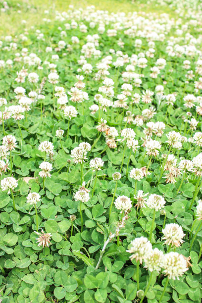 白色三叶草花图片下载