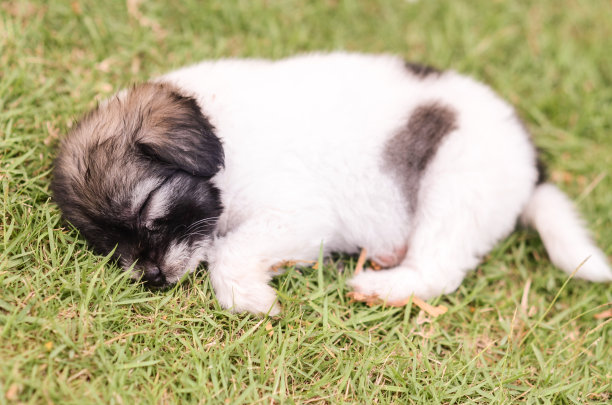 狗睡觉图片下载