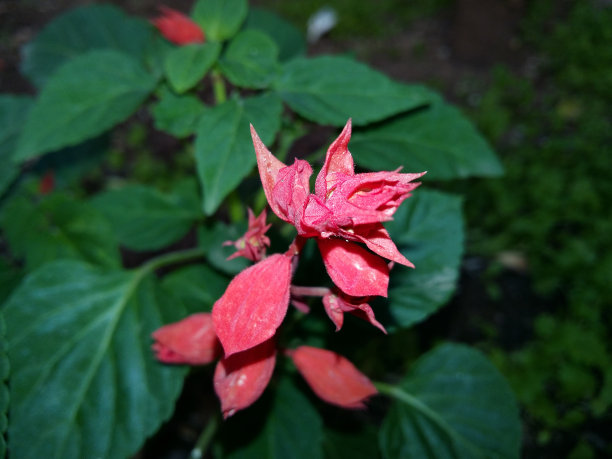 闪亮的花图片下载
