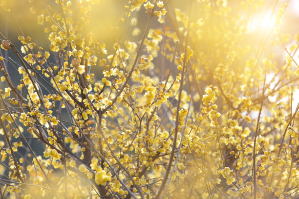 黄色的梅花图片下载