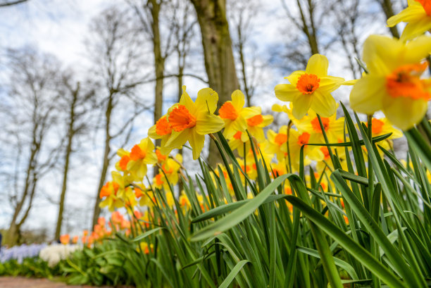 阿姆斯特丹的花图片下载