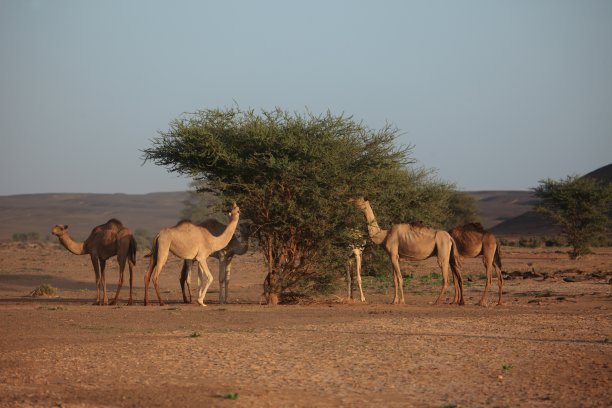 卡梅勒在德撒哈拉图片下载