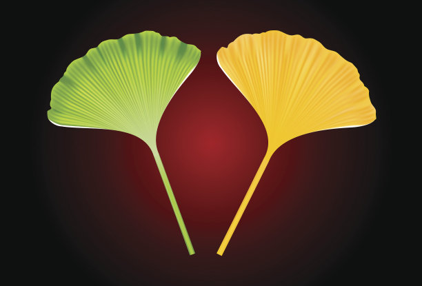 银杏叶图片下载