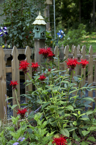 花园里的红蜂香图片下载
