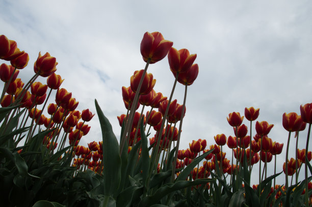 荷兰的郁金香图片下载
