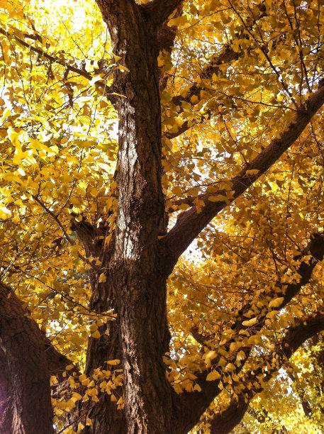 银杏树图片下载