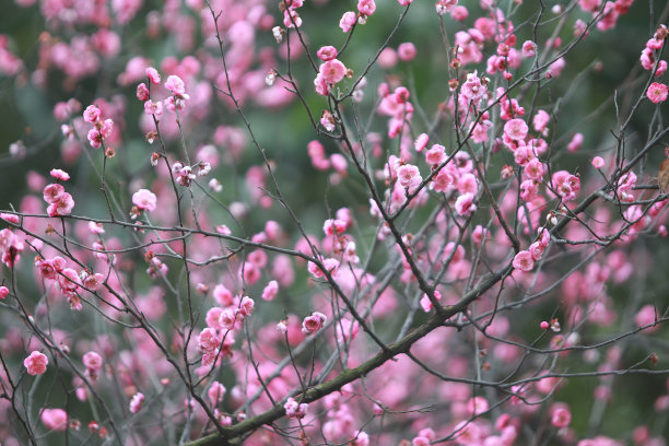 Plum Blossom  梅花图片下载
