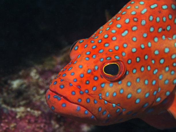 宝石石斑鱼(Cephalopholis miniata)图片下载