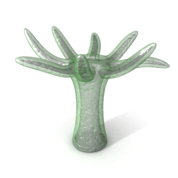 水九头蛇图片下载