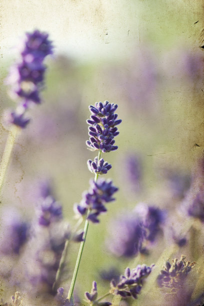 田间的薰衣草图片下载