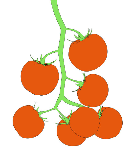 圣女果图片下载