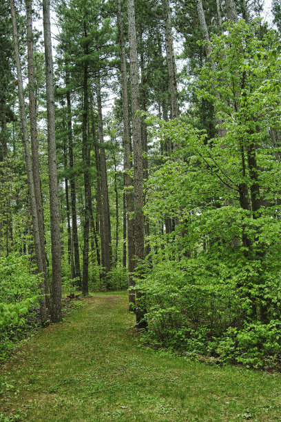 穿过松树的小径图片下载
