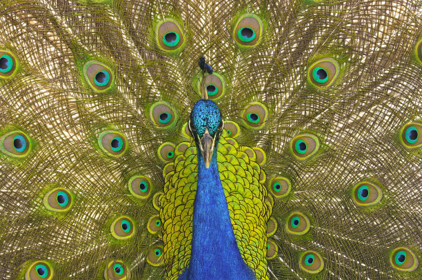 孔雀直视图片下载