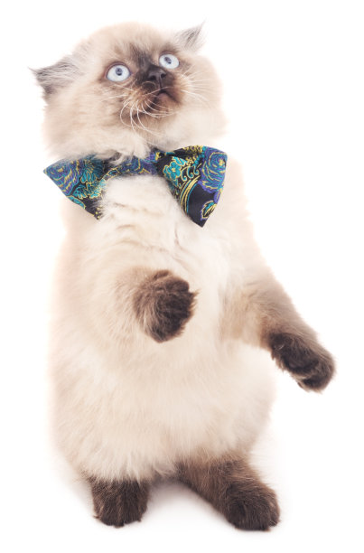 小猫和蝴蝶。图片下载