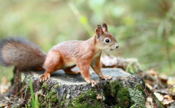 公园里的松鼠图片下载