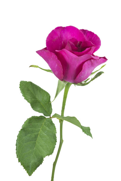 孤立在白色背景上的粉红色玫瑰图片下载