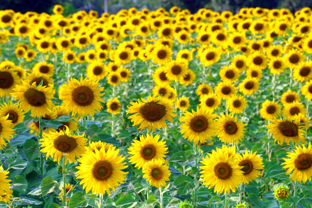 向日葵图片下载